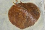 Three Detailed Fossil Leaves - Glendive Montana #99446-1